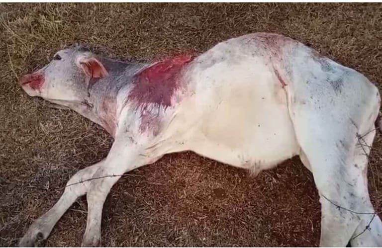 Imagem ilustrativa da matéria: Ataques voltam: três bezerros são encontrados mortos na zona rural de SFI