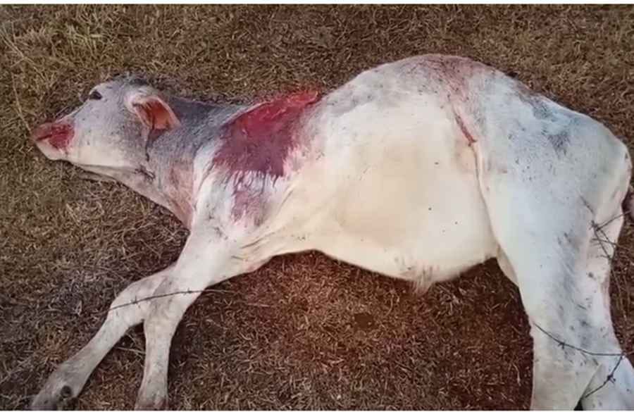 Imagem ilustrativa da matéria: Ataques voltam: três bezerros são encontrados mortos na zona rural de SFI