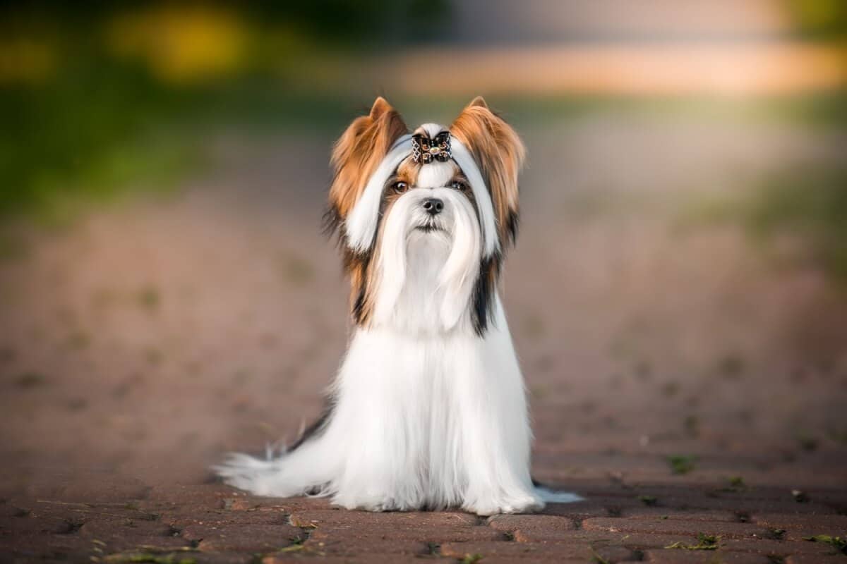 Imagem ilustrativa da matéria: Biewer terrier: conheça as características do cachorro dessa raça