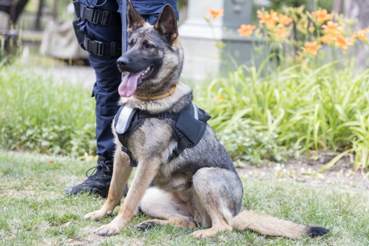 Imagem ilustrativa da matéria: Cães policiais: 6 raças que se destacam no trabalho de segurança