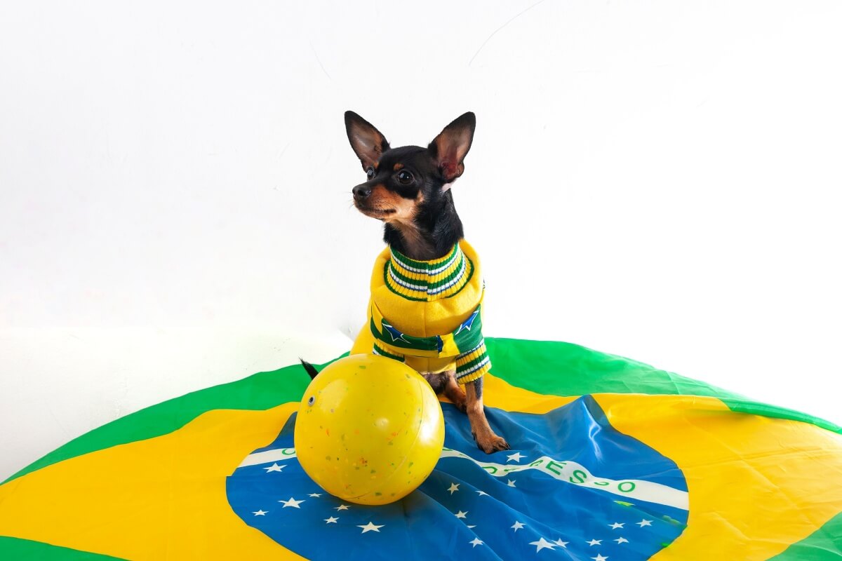 Imagem ilustrativa da matéria: Copa do Mundo, fogos e ansiedade: veja como proteger os cães durante as comemorações