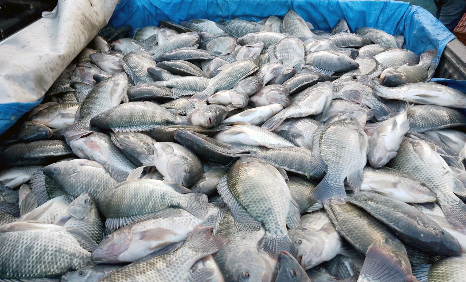 Imagem ilustrativa da matéria: Maior unidade de beneficiamento de pescado do ES será capaz de processar 20 t/dia