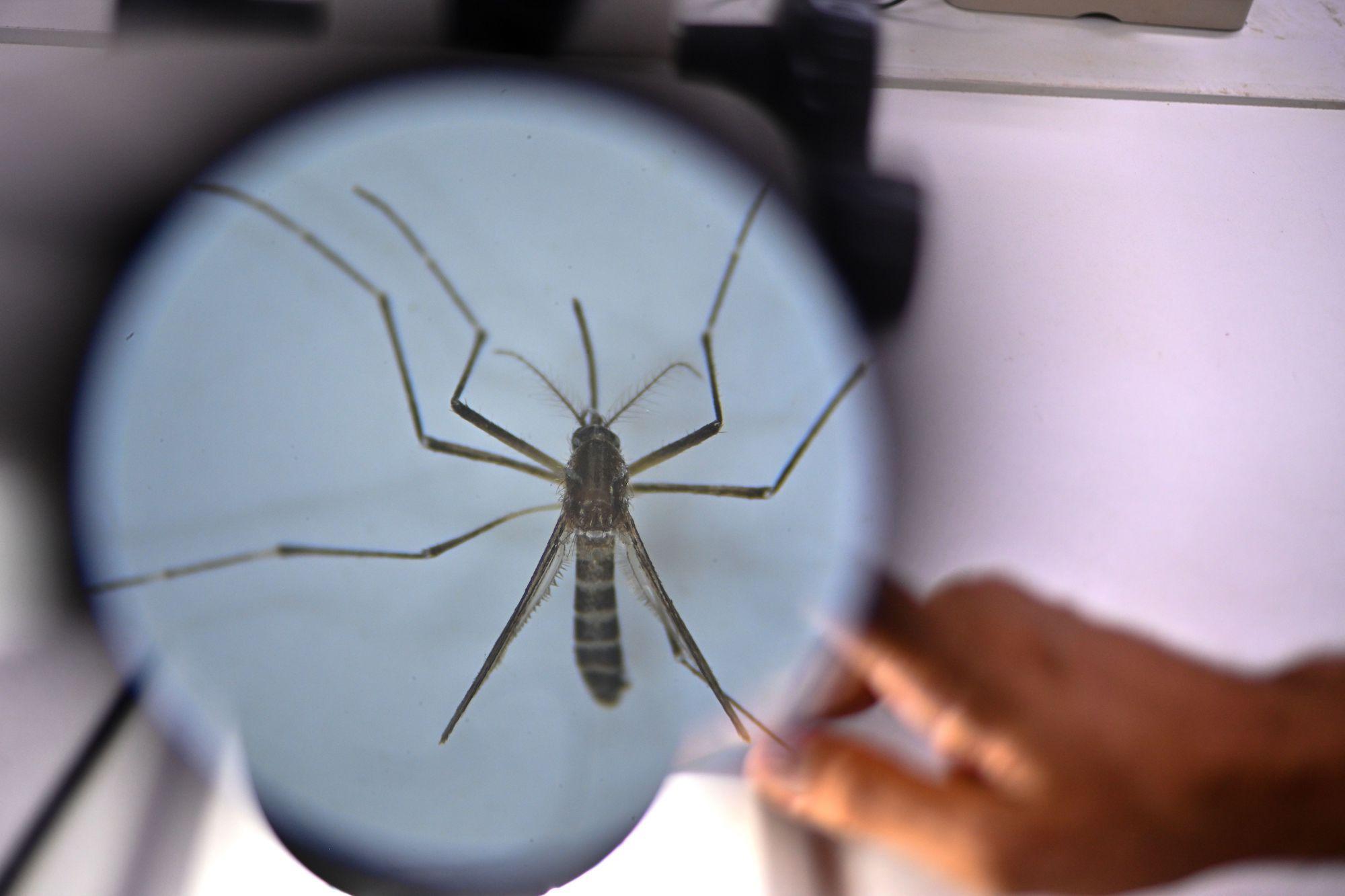 Imagem ilustrativa da matéria: Vacina do Butantan contra a dengue é suspensa; entenda o que levou à decisão e o que fazer se você já foi vacinado
